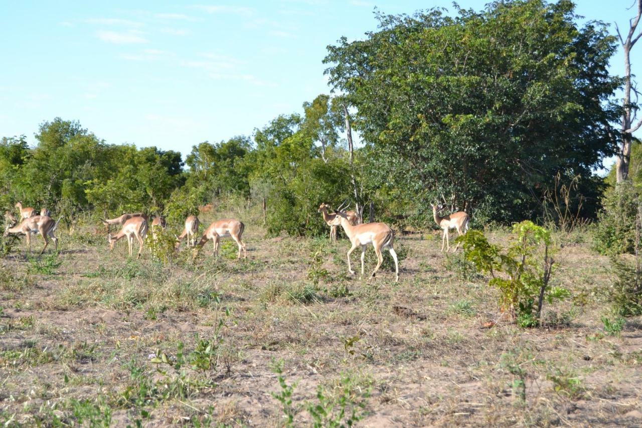 Chobe Sunset Chalets Lesoma Luaran gambar