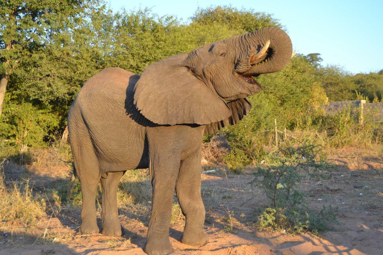 Chobe Sunset Chalets Lesoma Luaran gambar