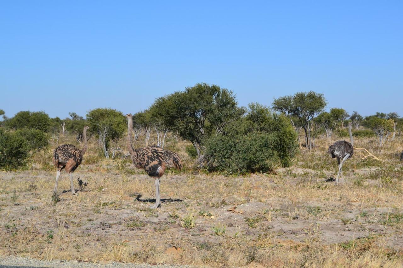 Chobe Sunset Chalets Lesoma Luaran gambar